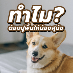ปูพื้นน้องสุนัข พื้นยางกันลื่นฟิตเนส,พื้นยาง,เเผ่นยางปูพื้น,เเผ่นยางกันลื่น,ยางปูพื้น,เเผ่นยางกันกระเเทก,ยางร้องพื้น,ยางกันลื่น,ยาง,ซื้อยาง ยางปูพื้นน้องสุนัข